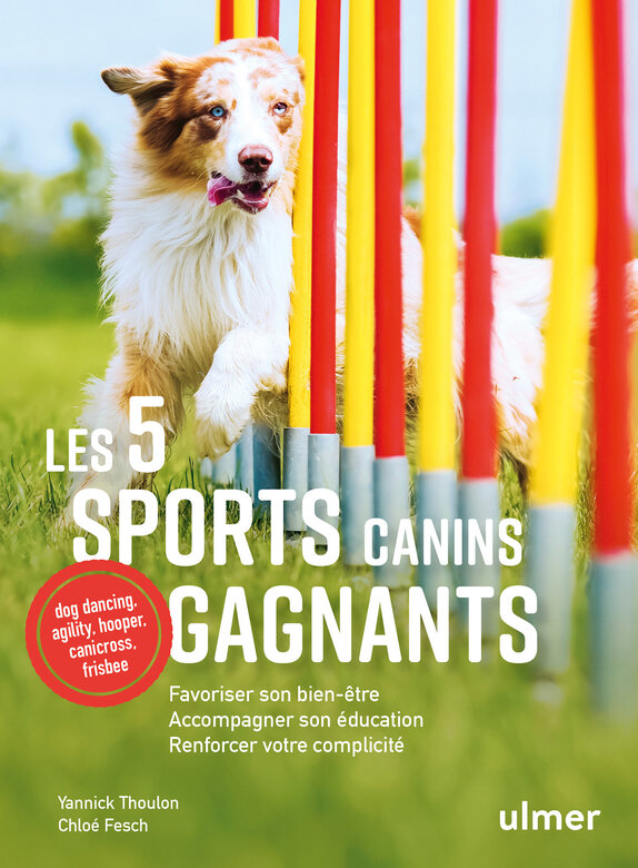 Ulmer - Les 5 sports canins gagnants Image numéro 1 Ulmer - Les 5 sports canins gagnants Image numéro 1