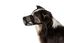 Trixie - Muselière Anti Intoxication pour Chiens - XL/37cm Indicateur image numéro 2