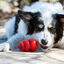 KONG - Friandises Snacks - S pour Chien Indicateur image numéro 4