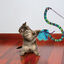 KONG - Jouet  Baguette Teaser Curlz pour Chats Indicateur image numéro 4
