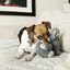 KONG - Jouet Comfort Kiddos Elephant pour Chiens Indicateur image numéro 4