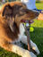 Doog - Jouet Bâton The Sticks Mr Woody pour Chiens - 34cm Indicateur image numéro 2