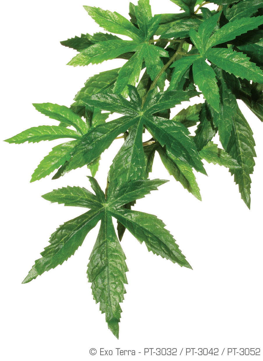 Exo Terra - Plante Abutilon pour Terrarium - L Image num&eacute;ro 1