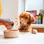 Edgard & Cooper - Boîte au Poulet et Dinde pour Chien - 400g Indicateur image numéro 3