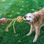 Kong - Jouet Wubba Weaves A Cordes Taill pour Chien - S Indicateur image num&eacute;ro 3