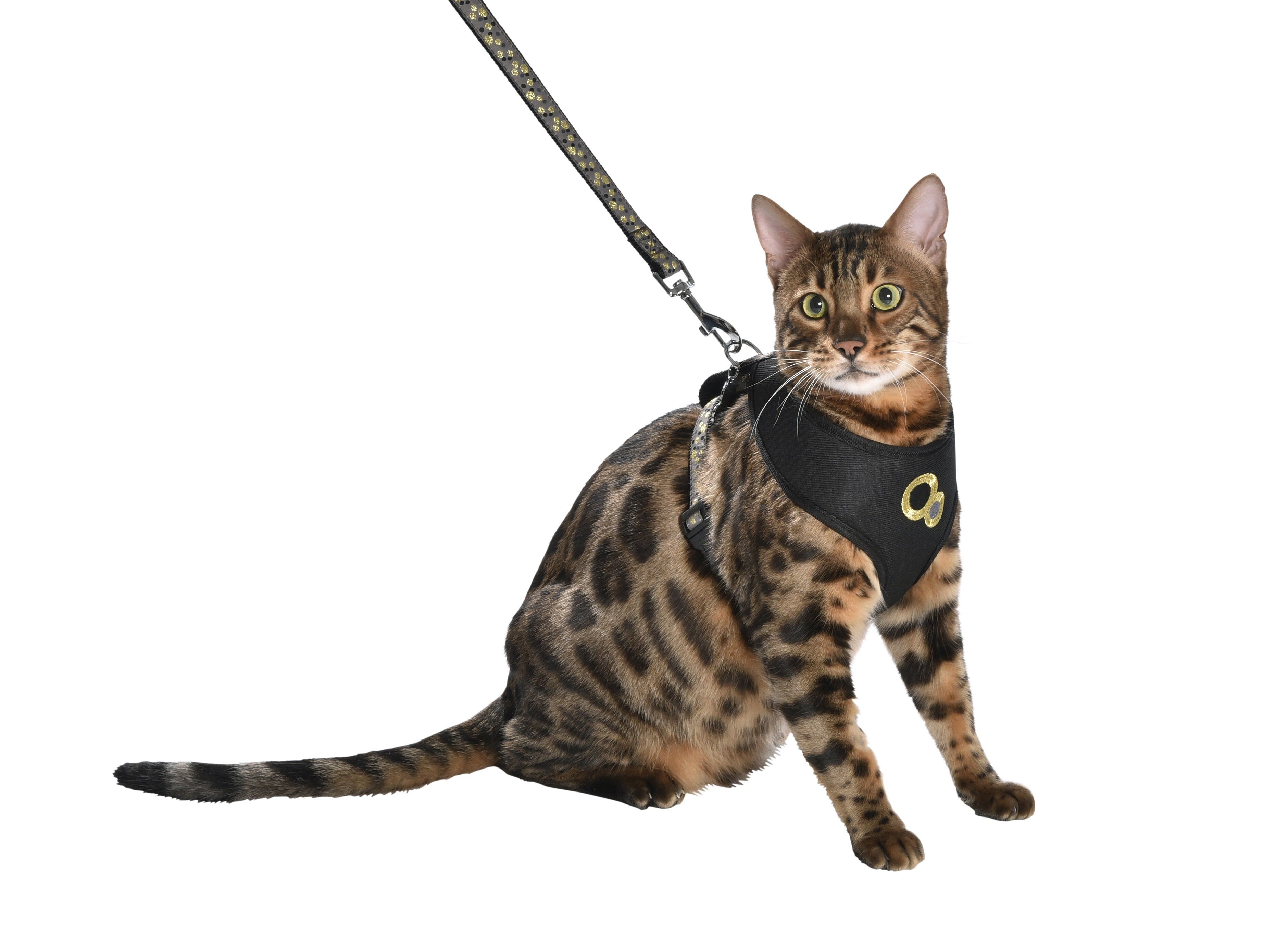 Bobby - Pack Harnais T-Shirt + Laisse Chamane Noir - M Image num&eacute;ro 2