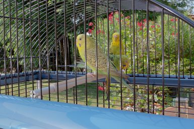 Ferplast - Cage Palladio 4 pour Oiseaux Exotiques - Bleu