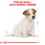 Royal Canin - Croquettes Jack Russell Junior - 3Kg Indicateur image numéro 5