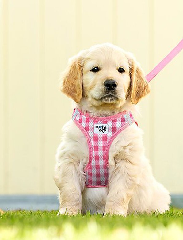 Harnais veste Curli rose - Harnais pour chiens