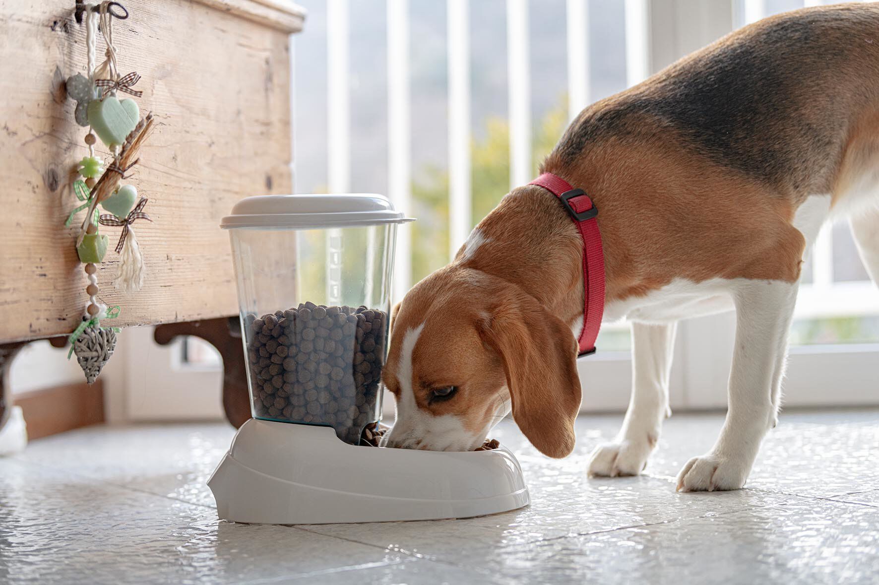 Ferplast - Distributeur de Croquettes Zenith pour Chiens et Chats - Bleu Image num&eacute;ro 2