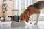 Ferplast - Distributeur de Croquettes Zenith pour Chiens et Chats - Bleu Indicateur image numéro 2