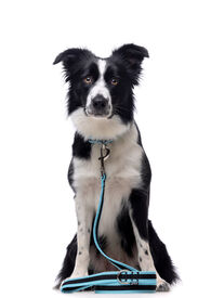 Gotoo - Collier Mesh Turquoise pour Chien