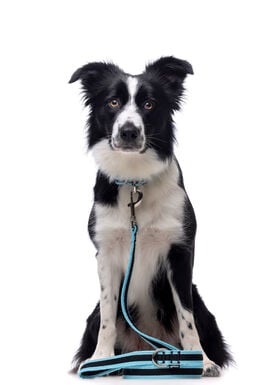 Gotoo - Collier Mesh Turquoise pour Chien