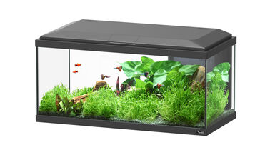 Aquatlantis - Aquarium Explorer Brussel 80 - Noir Bio Equipé
