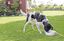 Trixie - Abreuvoir Extérieur Automatique pour Chien - Blanc Indicateur image numéro 2