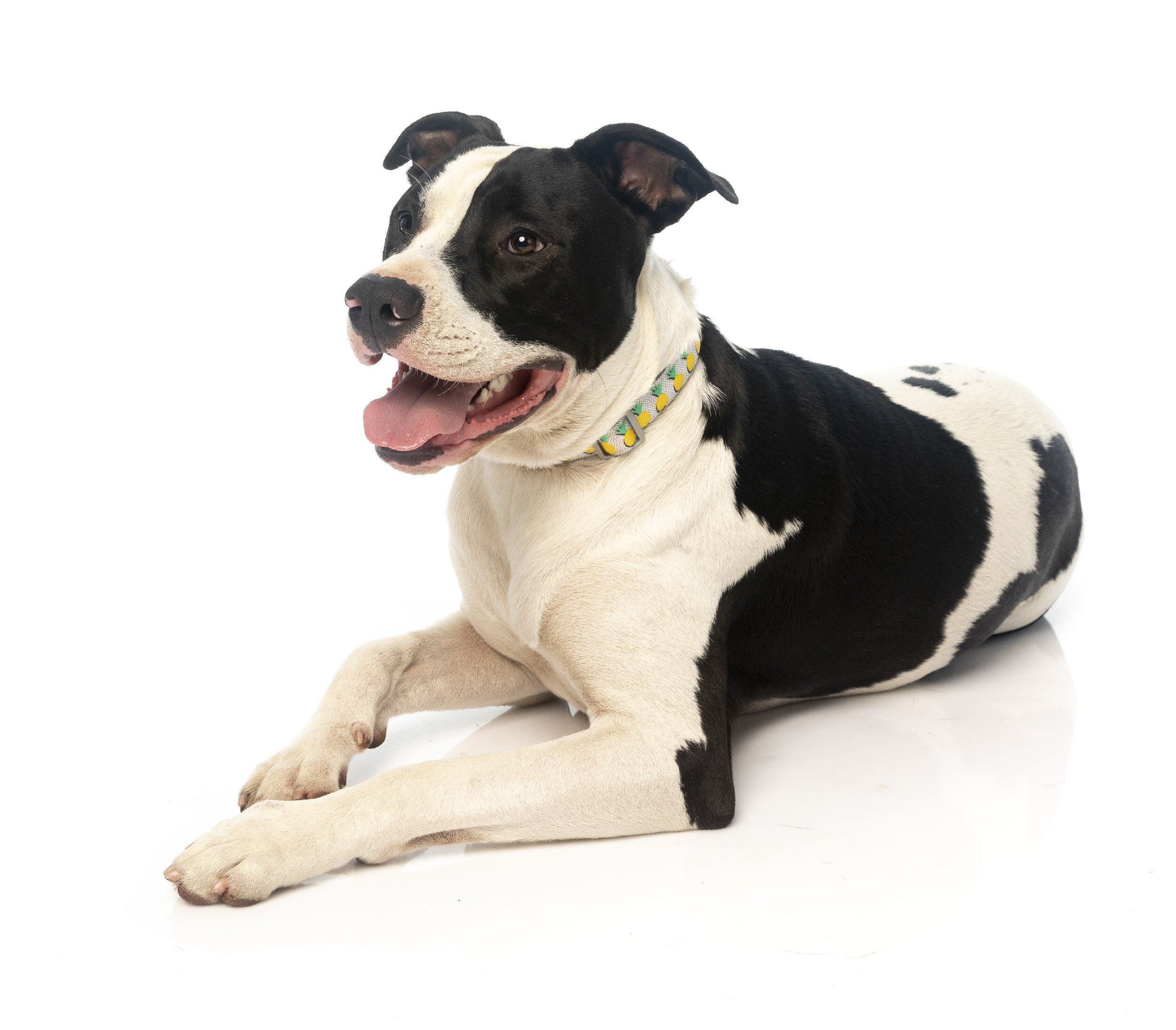 Fuzzyard - Collier Pi&ntilde;a Colada pour Chien - L Image num&eacute;ro 4