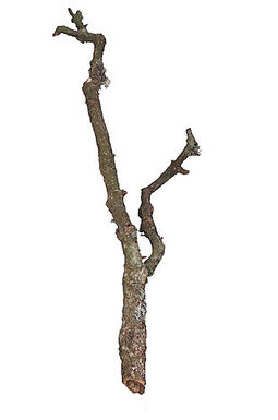 Aquavie - Branche en Liège pour Terrarium - 3Kg