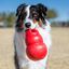 KONG - Jouet Bounzer Rouge pour Chiens - L Indicateur image numéro 4