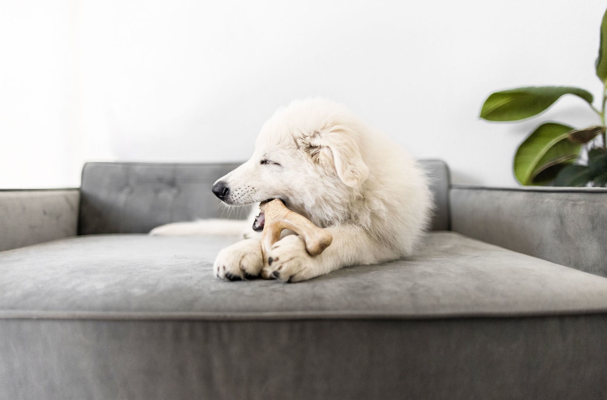 Benebone - Jouet Os A Macher Wishbone Poulet -  S Image num&eacute;ro 4