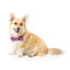 FuzzYard - Nœud Papillon PeeWee pour Chien - S Indicateur image numéro 3