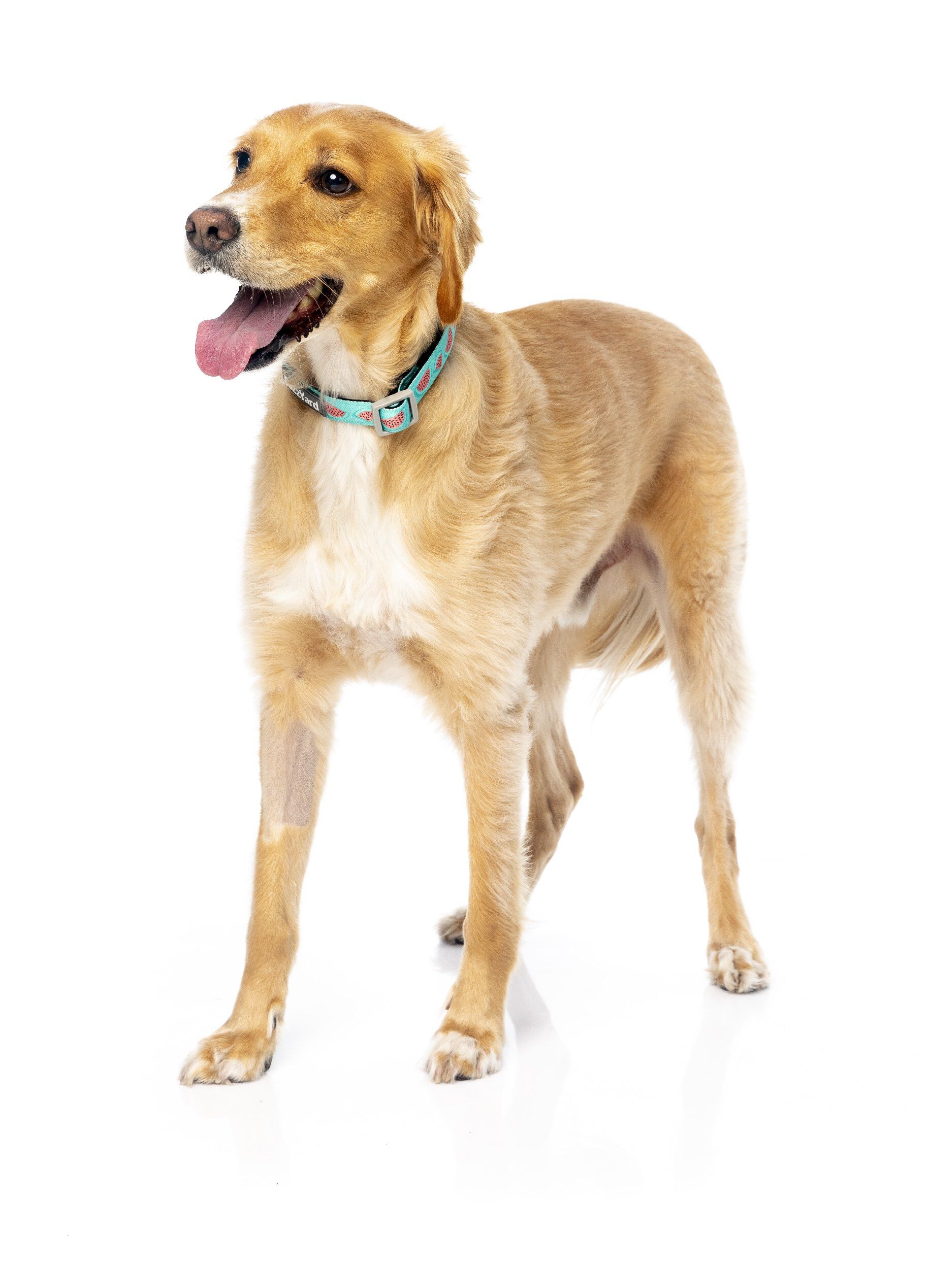 FuzzYard - Collier Summer Punch pour Chien - L Image num&eacute;ro 5