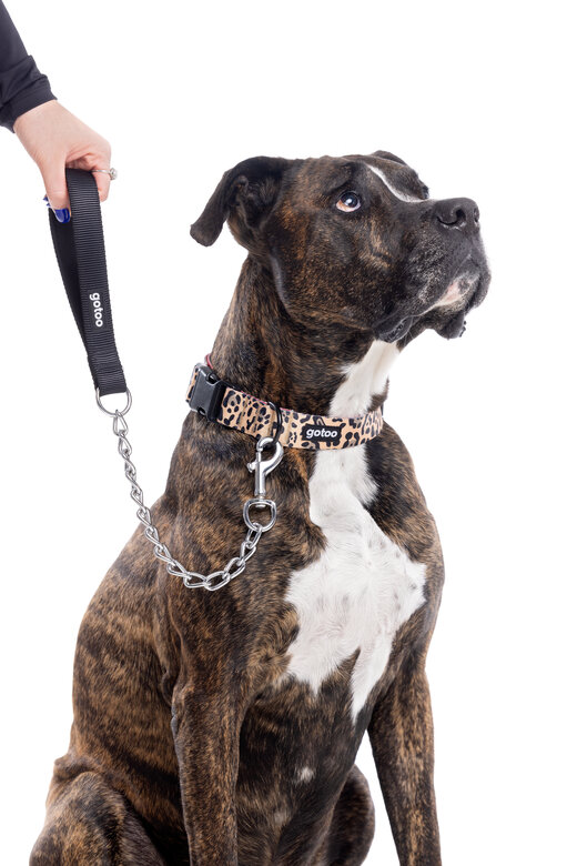 Gotoo - Laisse Essentials en Métal pour Chien - 1M Image numéro 4 Gotoo - Laisse Essentials en Métal pour Chien - 1M Image numéro 4