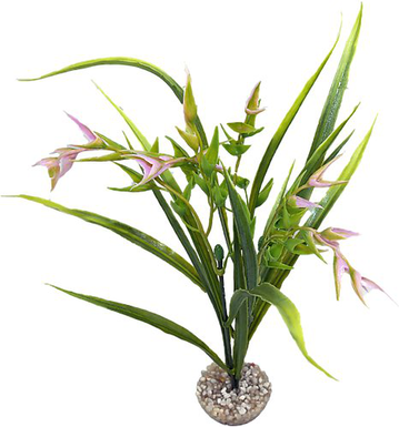 Labeo - Plante Décorative Tillandsia PM pour Aquarium - Vert/Rose