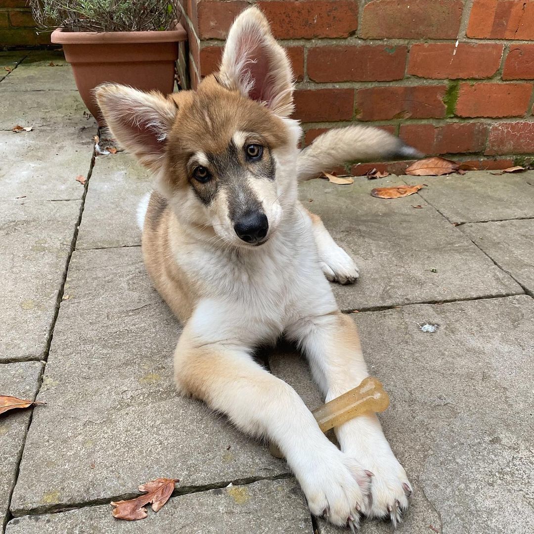 Nylabone - Jouet &agrave; M&acirc;cher  Puppy Stages Pack Poulet Bacon et B&oelig;uf - M Image num&eacute;ro 6