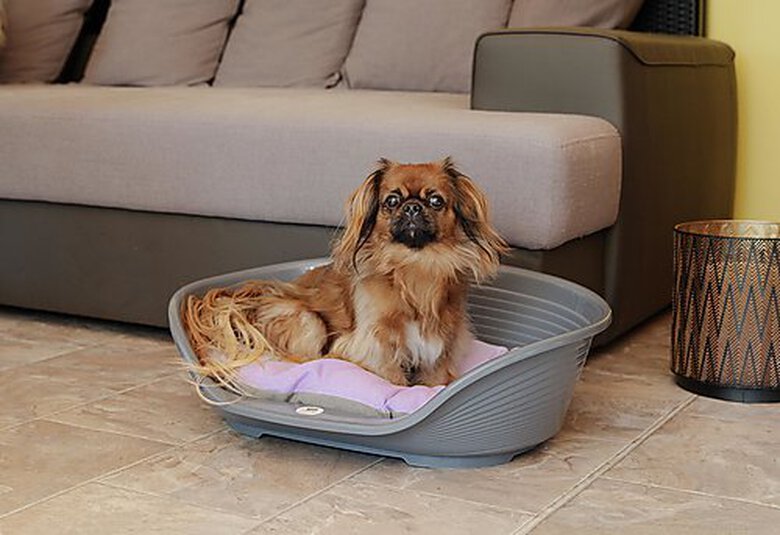 Ferplast - Corbeille Siesta Deluxe 4 Bleu pour Chiens Image numéro 9 Ferplast - Corbeille Siesta Deluxe 4 Bleu pour Chiens Image numéro 9