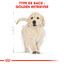 Royal Canin - Croquettes Golden Retriever Junior pour Chiot - 12Kg Indicateur image numéro 5