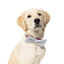 FuzzYard - Nœud Papillon Bow & Arrow pour Chien - L Indicateur image numéro 2