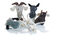 Hunter - Jouet Mouton Nebraska + Corde pour Chiens - 32cm Indicateur image numéro 2