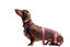 Gotoo - Collier Premium Biotane Bordeaux pour Chien - S Indicateur image numéro 4