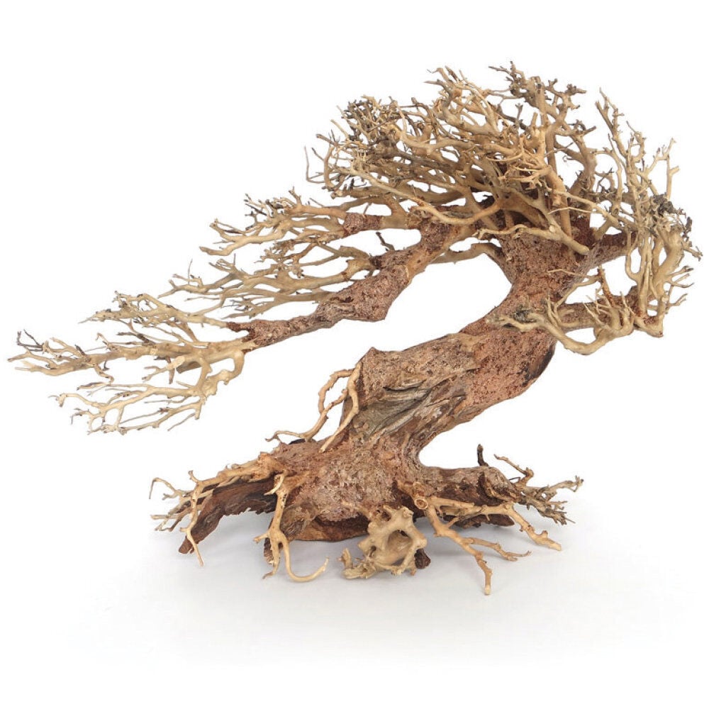 Amtra -  Racine Naturelle Oriental Wind 3 - M Image num&eacute;ro 1