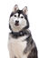 Gotoo - Collier Zèbre pour Chien - XS Indicateur image numéro 3