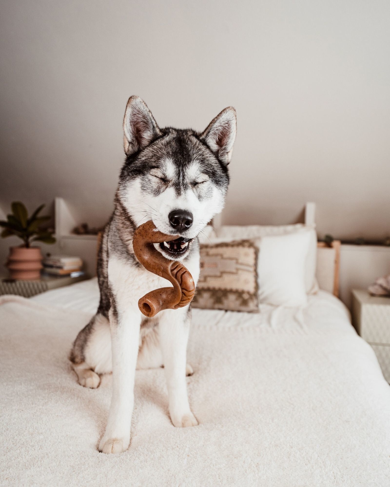 Benebone - Jouet Tripe Bone B&oelig;uf - S Image num&eacute;ro 5