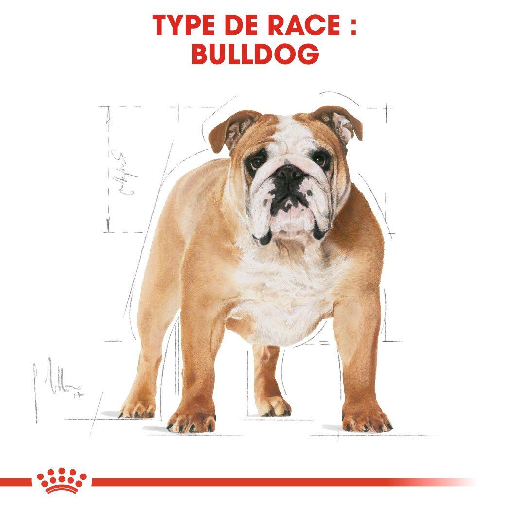 Royal Canin - Croquettes Bulldog pour Chien Adulte - 12Kg Image num&eacute;ro 3