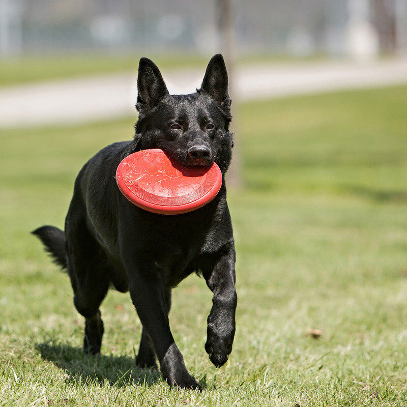 KONG - Jouet Flyer en forme de Frisbee pour Chien - L Image num&eacute;ro 4