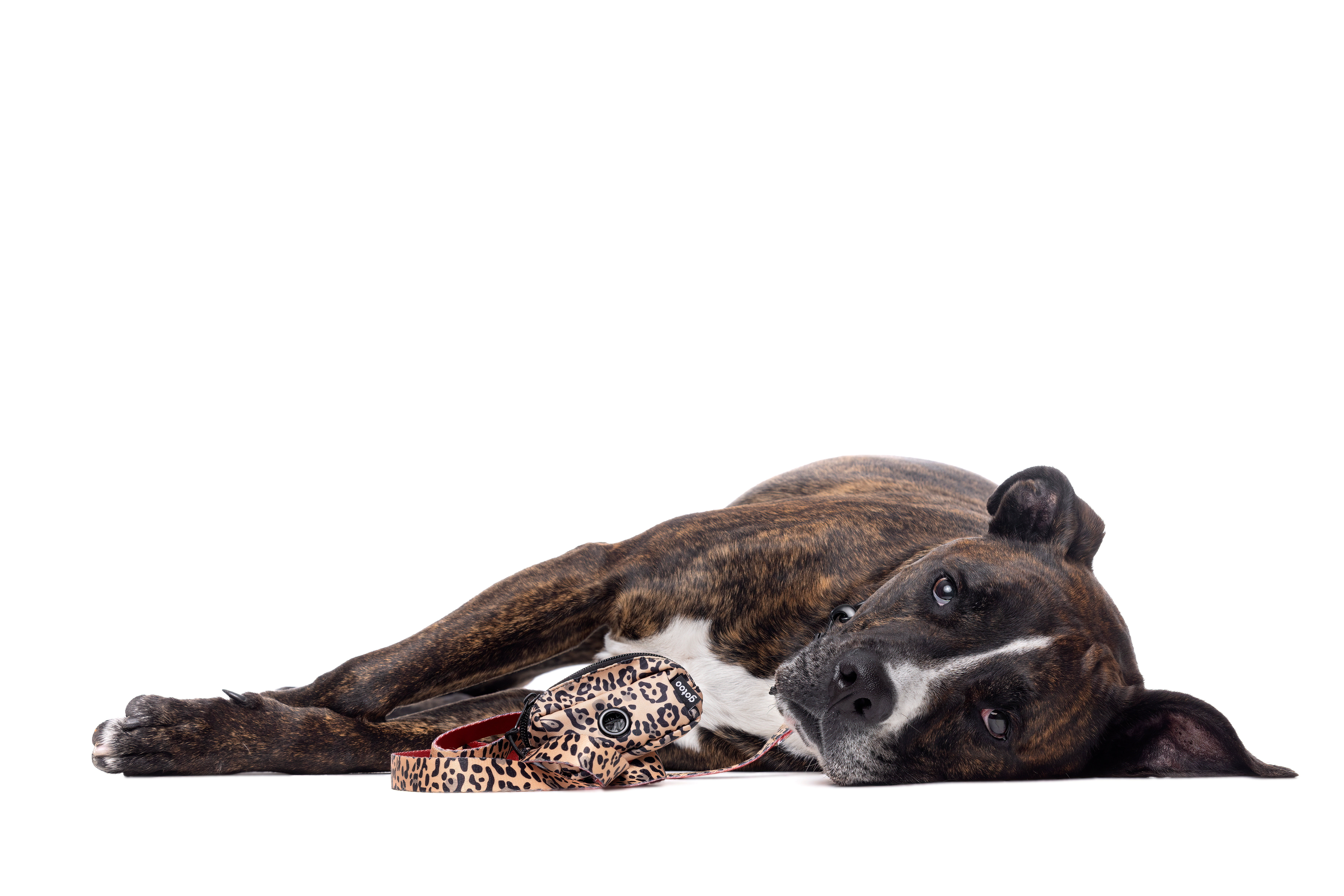 Gotoo - Laisse L&eacute;opard pour Chien Image num&eacute;ro 2