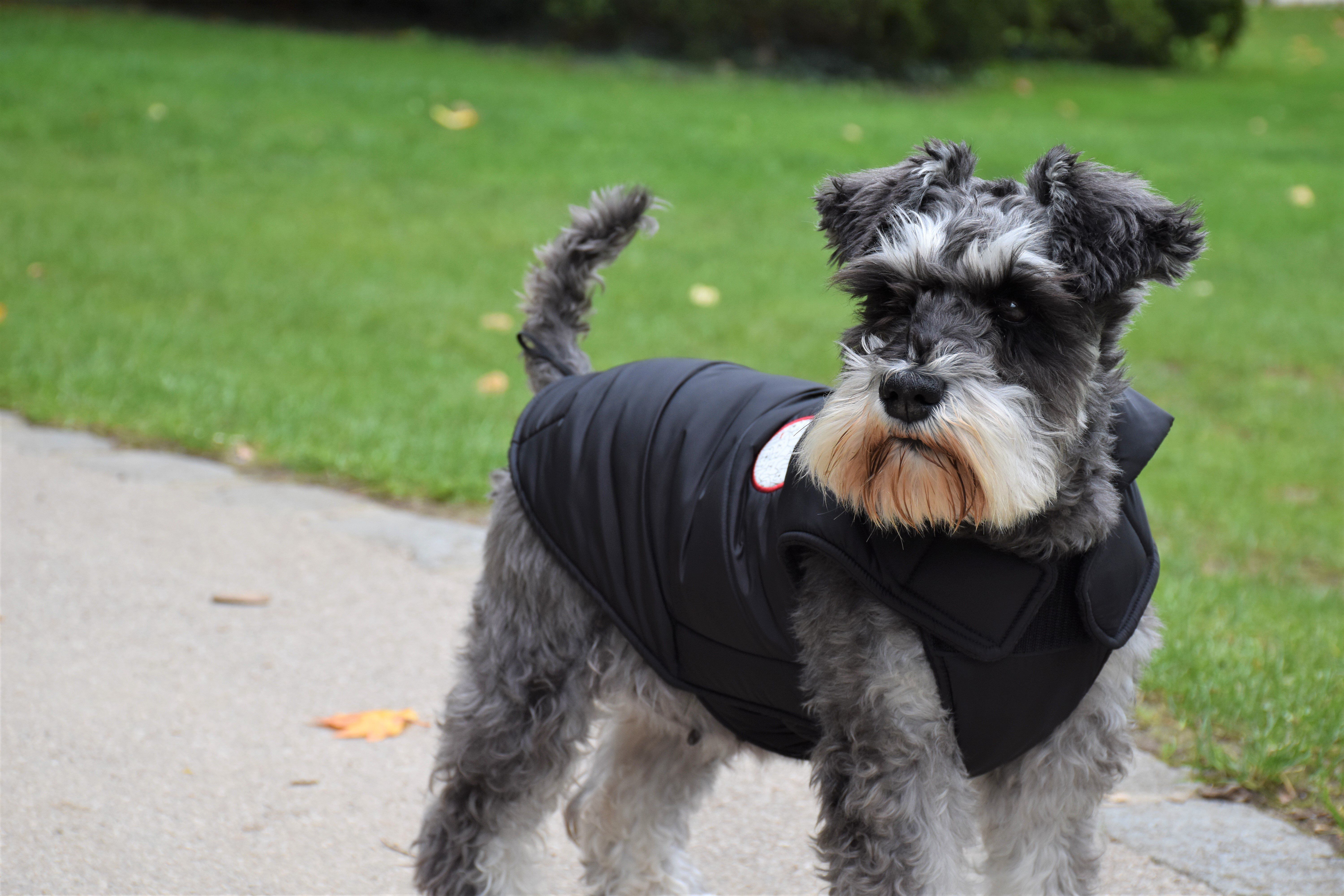 Manteau chien animalis hotsell