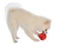 Bobby - Jouet Balle Wave Rouge pour Chiens - S Indicateur image num&eacute;ro 2