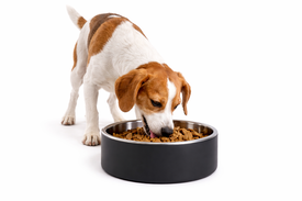 Leeby - Gamelle Double Paroi en Inox Noire pour Chiens