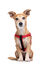 Gotoo - Harnais Essentials en Nylon Premium Rouge pour Chien - XS Indicateur image numéro 2