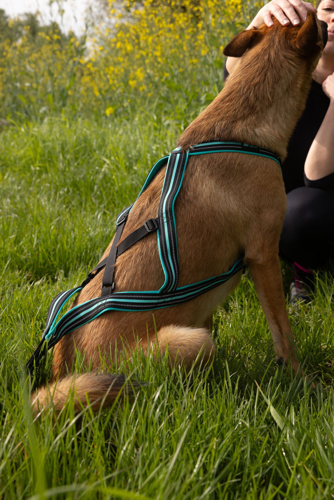 Cani Gear - Harnais Olympia pour Chiens - XXS Image num&eacute;ro 2