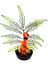 Labeo - Plante de Décoration avec Hippocampe Coloré pour Aquarium Indicateur image numéro 3