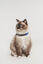 Tickless - Répulsif Antiparasitaire Mini Cat Ultrason Rechargeable pour Chats - Bleu Indicateur image numéro 4