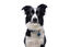 Gotoo - Collier Mesh Turquoise pour Chien - S Indicateur image numéro 3
