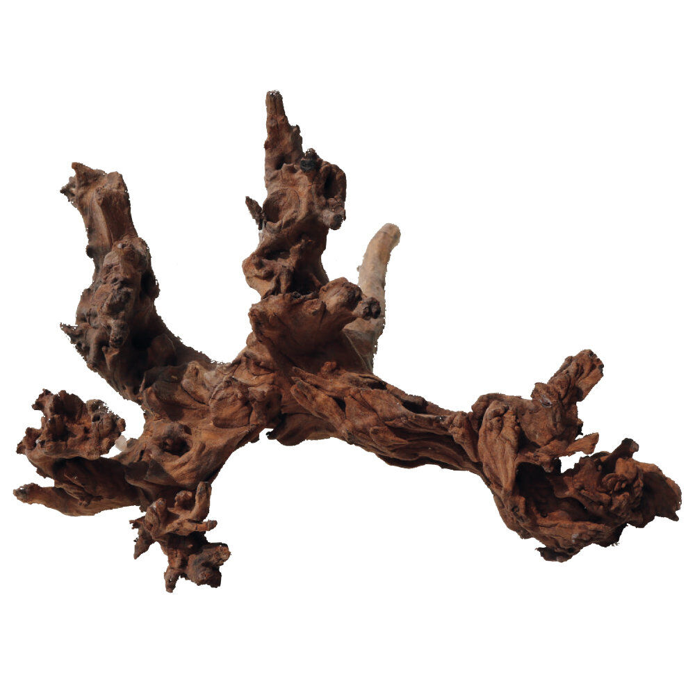 Amtra -  Racine Naturelle Mystic Wood - L Image num&eacute;ro 1