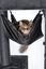 Trixie - Arbre à Chat XXL Amadeus Anthracite pour Chat - 163cm Indicateur image numéro 12