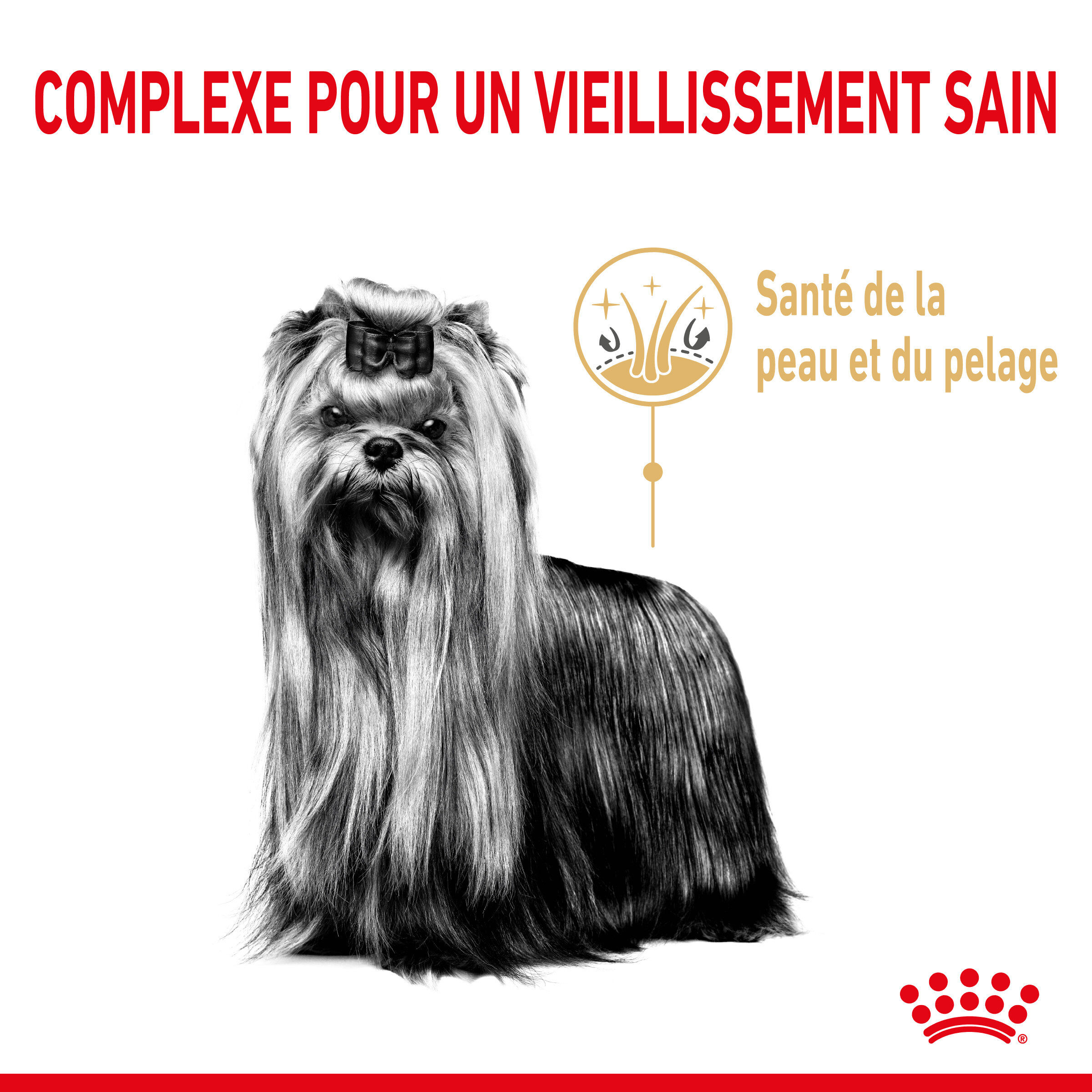 Royal Canin - Croquettes Yorkshire Terrier Adult 8+ pour Chiens Seniors - 1,5Kg Image num&eacute;ro 2